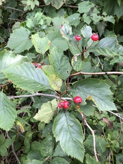 Crataegus punctata