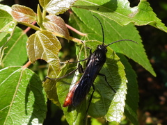 Elaphroptera