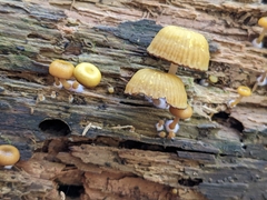 Chromosera