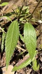 Liabum acuminatum