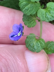 Veronica filiformis