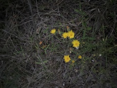 Bradburia pilosa