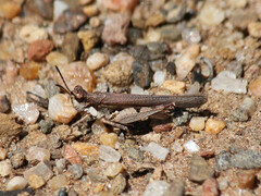 Pycnostictus seriatus