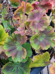 Heuchera parviflora