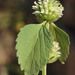 Horehound Leucas - Photo (c) licensed media from TrekNature DwCA without owner, some rights reserved (CC BY-NC-SA)
