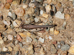 Pycnostictus seriatus