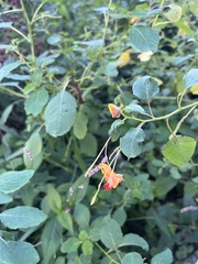 Impatiens capensis