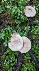 Amanita porphyria