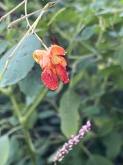 Impatiens capensis