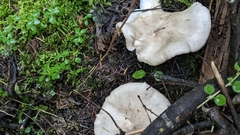 Amanita porphyria