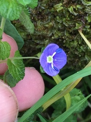 Veronica filiformis