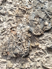 Serpentes