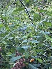 Impatiens capensis