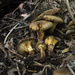 捲緣樁菇 - Photo 由 Stu Pickell 所上傳的 (c) Stu Pickell，保留部份權利CC BY-NC