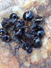 Lichinaceae