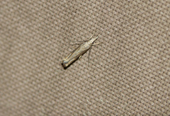 Parapediasia teterrellus