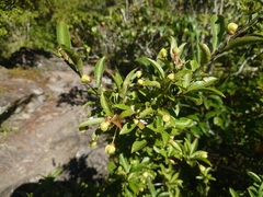 Euonymus carnosus