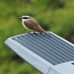 Pitangus sulphuratus
