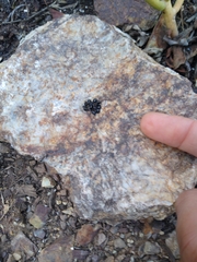 Lichinaceae