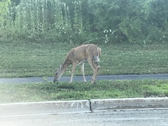 Odocoileus virginianus