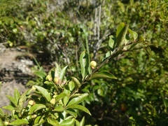 Euonymus carnosus