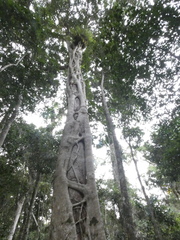 Ficus watkinsiana
