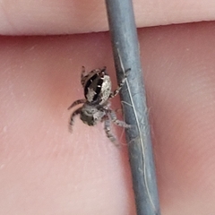 Eris militaris
