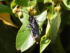 Elaphroptera