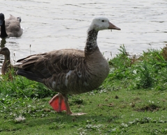 Anser anser × Branta canadensis