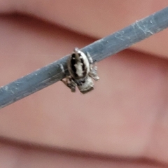 Eris militaris