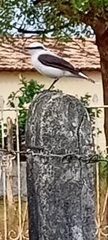 Fluvicola nengeta