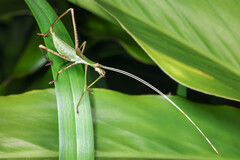 Anthophiloptera dryas