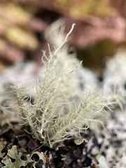 Usnea