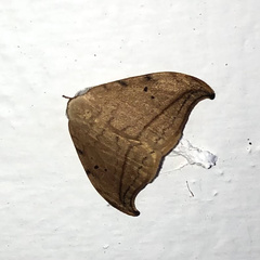 Drepana arcuata