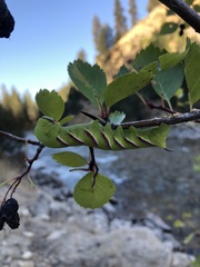 Sphinx drupiferarum