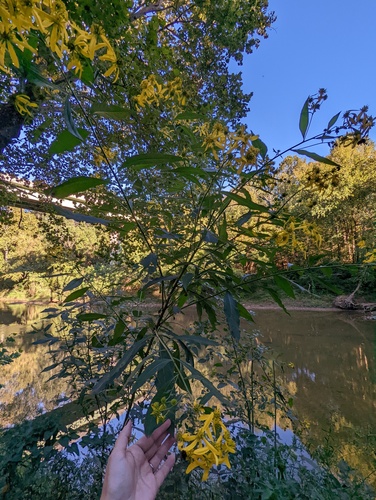 Verbesina alternifolia