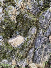 Corticiales