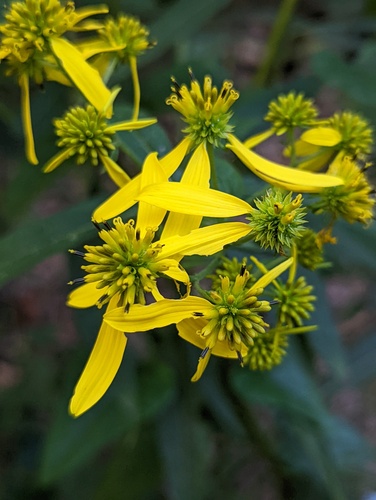 Verbesina alternifolia