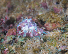 Muricidae