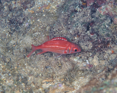 Sargocentron punctatissimum