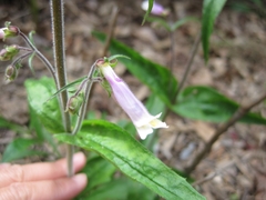Penstemon hirsutus