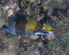 Gymnothorax rueppelliae