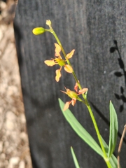 Galphimia angustifolia