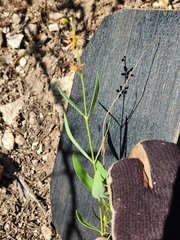 Galphimia angustifolia