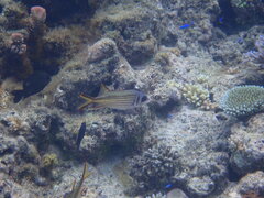 Neoniphon sammara