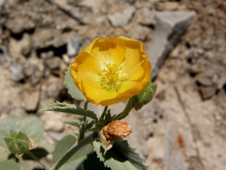 Abutilon coahuilae