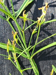 Carlowrightia linearifolia