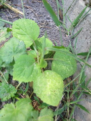 Physalis cordata