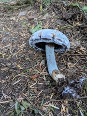 Hypomyces chrysospermus