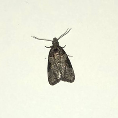 Acleris macdunnoughi